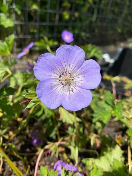 6 x Geranium 'Azure Rush' - Ooievaarsbek - P9 Pot (9 x 9cm) - Dima Vaste Planten