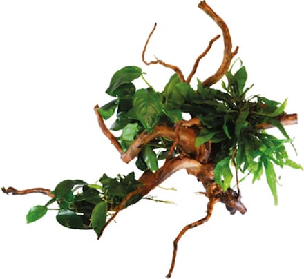 Aquafleur Spiderwood Met Planten Waterplant