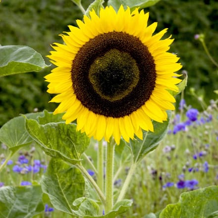 Sluis Garden - Zonnebloem Hoge gele