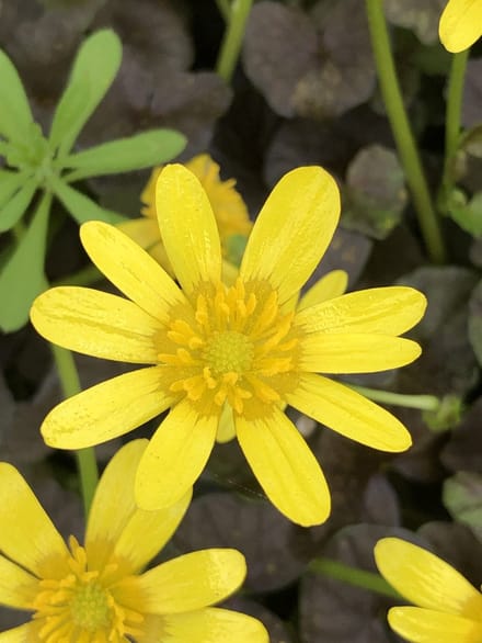6x Speenkruid - Ranunculus ficaria 'Brazen Hussy' | 9x9 cm pot