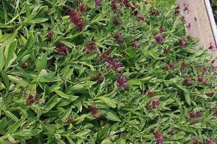 6x Korenbloem - Centaurea mont. 'Amethyst Dream'® | 9x9 cm pot