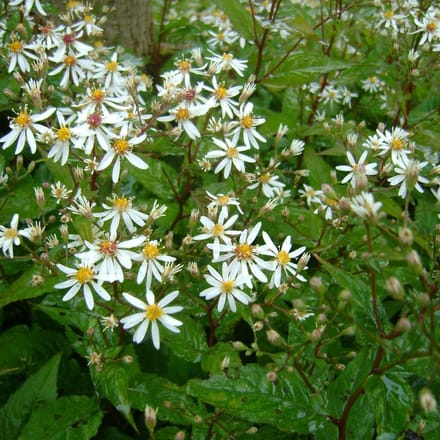6 x Aster Divaricatus - Aster pot 9x9 cm