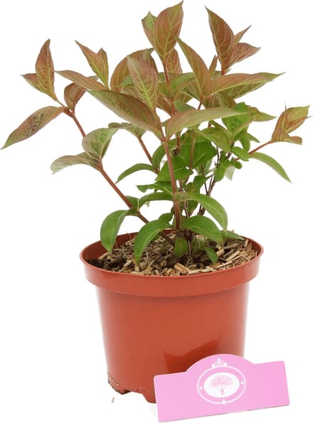 Weigela 'Wings of Fire' rood blad, 2 liter pot