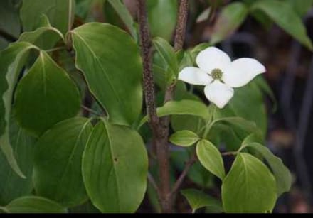Cornus kousa 'Schmetterling' - Kornoelje 50- 60 cm in pot