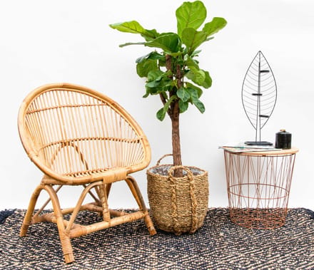 Ficus Lyrata stam - 150cm - ⌀30