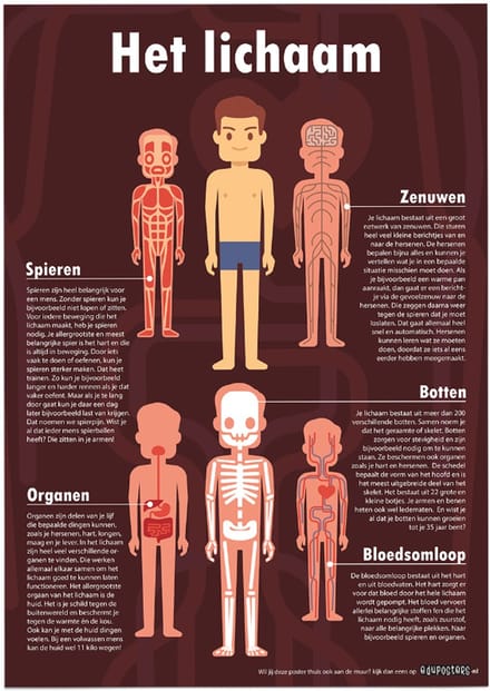 Educatieve poster (Posterpapier) - Biologie het complete lichaam - 42 x 59.4 cm (A2)