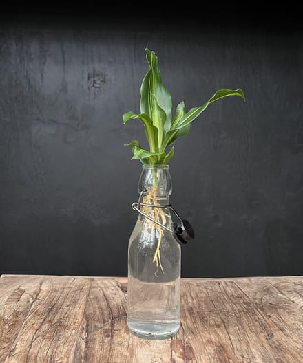 Lofe Ann transparant | Hydroponie | Zwarte dop en Dracaena stek