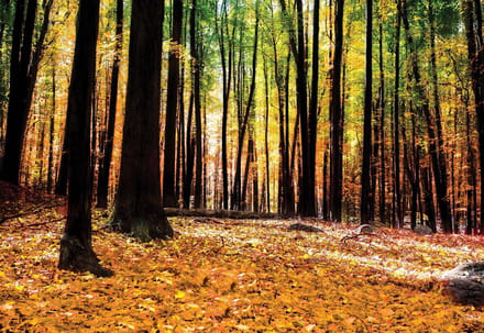 Fotobehang Forest Woods | XL - 208cm x 146cm | 130g/m2 Vlies