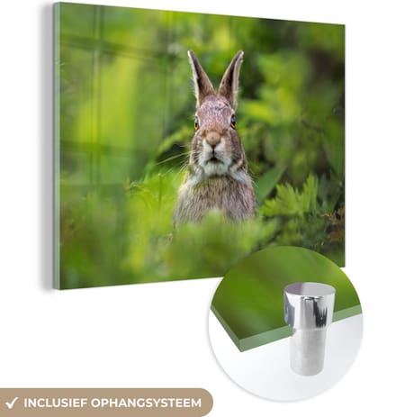 MuchoWow® Glasschilderij 80x60 cm - Schilderij acrylglas - Konijn - Gras - Groen - Foto op glas - Schilderijen