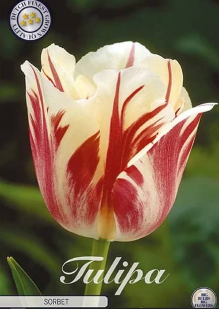 World Expression Single late Tulpenbollen 7 Stuks Bolmaat 12+