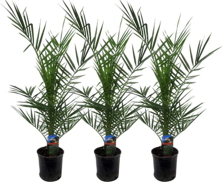 Set van drie Canarische dadelpalmen, 3x Phoenix Canariensis van ca. 80 cm hoog, Ø15