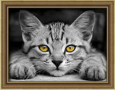 Diamond painting kit Yellow-Eyed Kitten 40x30