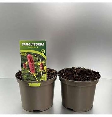 6x Sanguisorba - Sanguisorba menziesii | 9x9 cm pot