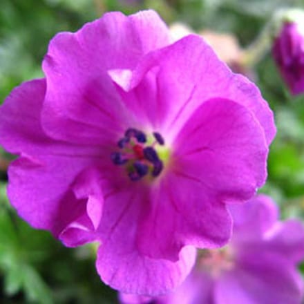 6 x Geranium Sanguineum 'Max Frei'  - Bloedooievaarsbek pot 9x9cm