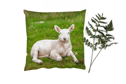 Sierkussens - Kussentjes Woonkamer - 50x50 cm - Schaap - Dieren - Lam