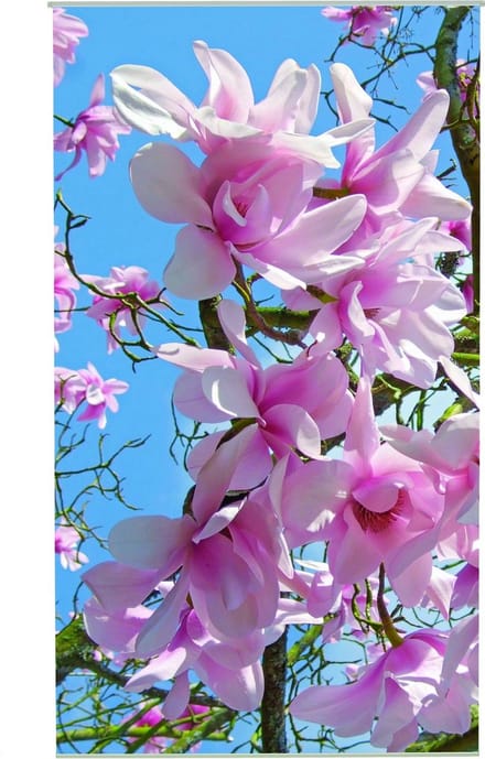 Magnolia Outdoor TextielPoster fotoprint 95x170cm