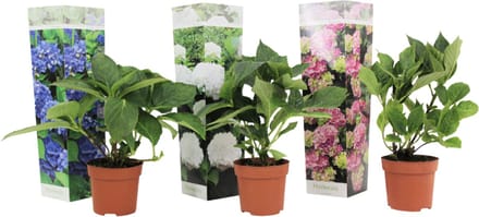 Plant in a Box - Mix van 3 Hydrangea macroph. - Hortensia mix - pot 9cm - Hoogte 25-40cm