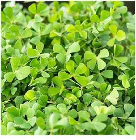 Water klavertje vier Marsilea quadrifolia P11Moerings