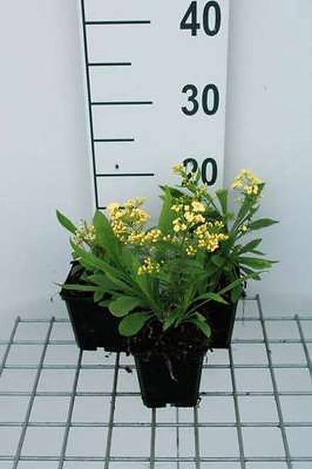 6x Solidaster - Solidaster luteus 'Lemore' | 9x9 cm pot