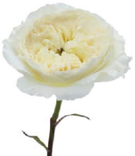 24x Rosa david austin patience 50cm