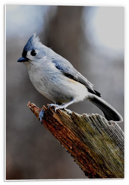Forex - Vogeltje op Tak van Boom - 40x60cm Foto op Forex