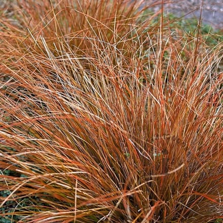 6x Carex testacea 'Prairie Fire' Pot 9x9cm - Siergras voor tuin en border