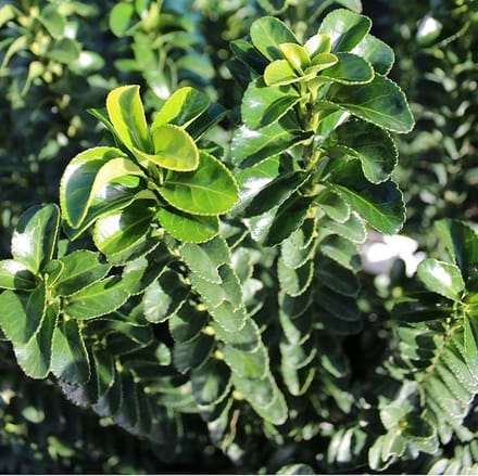 Kardinaalsmuts - Euonymus japonicus 'Benkomasaki' - 40-50 cm