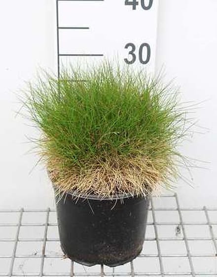 6x Zwenkgras - Festuca gaut. 'Pic Carlit' | 3 liter pot