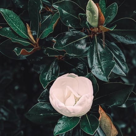 Geurolie - Magnolia Blad & Tonka - 500 ml