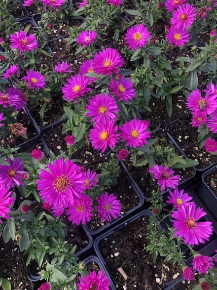 6 x Aster dumosus 'Starlight' - Aster - pot 9 x 9 cm