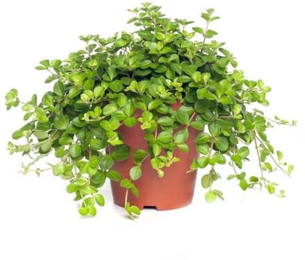 JUNAVERA Peperomia rotundifolia terrariumplant | 12 cm hoog | in 8 cm pot