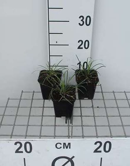 6x Slangenbaard - Ophiopogon jap. 'Minor' | 9x9 cm pot