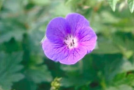 6x Ooievaarsbek - Geranium himalayense (grandiflorum) | 9x9 cm pot