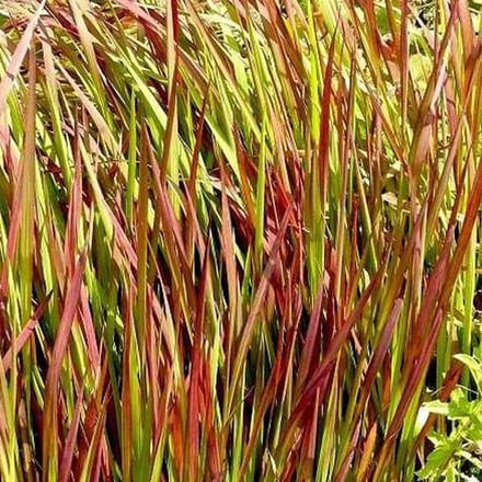 6 x Imperata cylindrica 'Red Baron' -Japans bloedgras pot 9x9cm