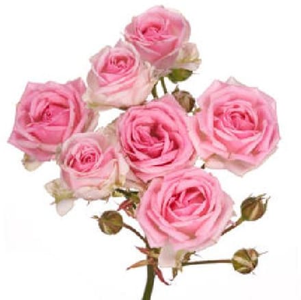 10x Rosa kate-lynn 50cm