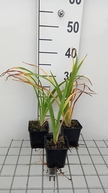 6x Daglelie - Hemerocallis hybr. 'Painted Trillium' | 9x9 cm pot