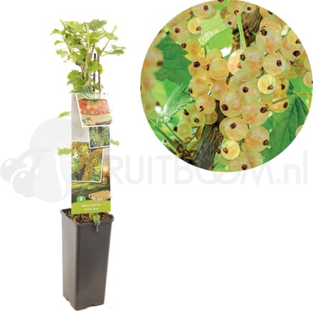 Ribes rubrum Witte bes
