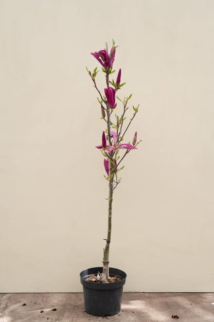 Jonge Beverboom | Magnolia 'Susan' | 150-200cm hoogte