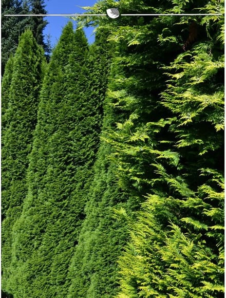 Westerse Levensboom Thuja Smaragd 120-140 cm, 15x Haagplant