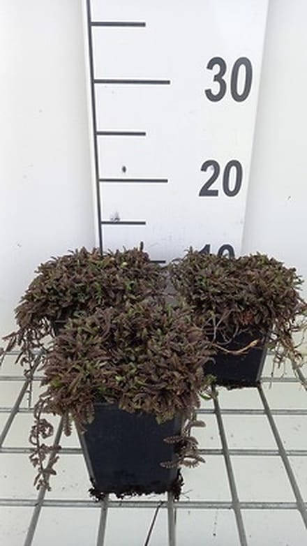 6x Speeldenkussenplant - Leptinella squalida 'Platt's Black' | 9x9 cm pot