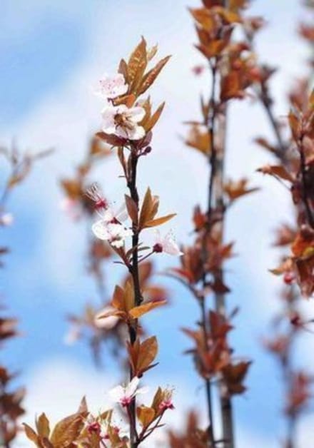Prunus cerasifera 'Nigra' - KERSPRUIM , KROOSJESPRUIM 60 - 80 cm in pot