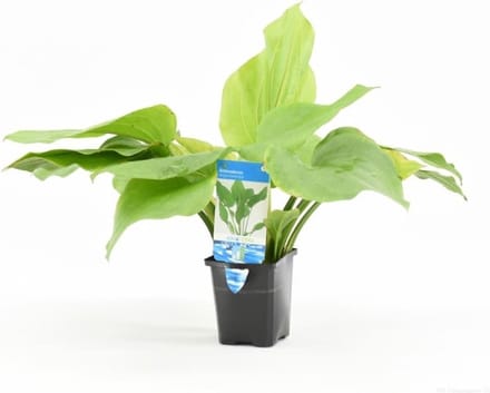 Moerings Echinodorus Argentinensis | Argentijnse waterweegbree | in 9CM pot P9 Pot