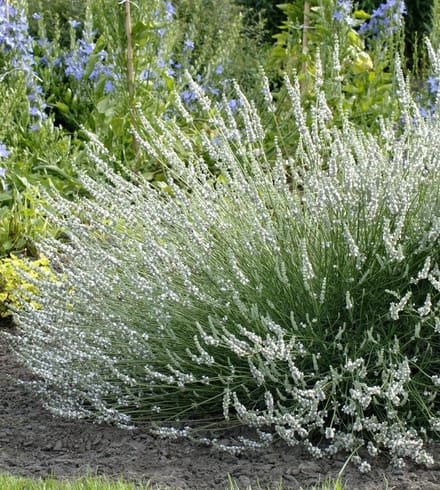 Lavandula a. Edelweiss - Set van 12 - Lavendel - Pot P9 - Witte Bloem