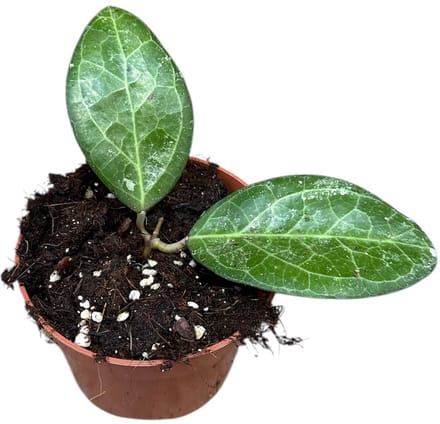 Hoya Wayang Splash Kamerplant Potmaat Ø10,5 cm |Vers Van De Kweker