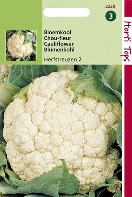 Hortitops Zaden - Bloemkool Herfstreuzen 3