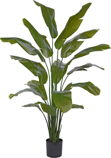 Traveller Palm promo 190cm