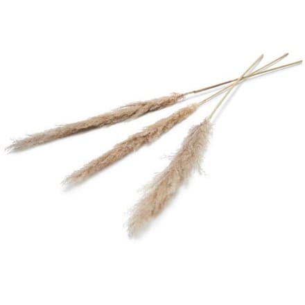 Pampas droogbloem 150 cm set van 3 naturel