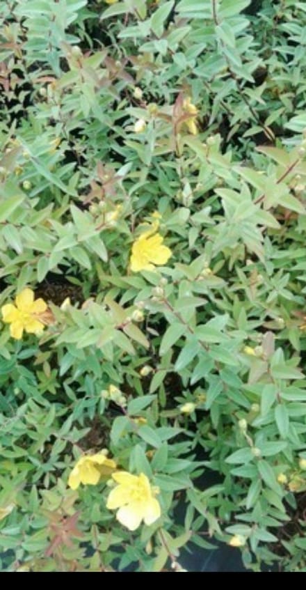 2 x Hypericum hybr. 'Hidcote' - Herfsthooi, Sint Janskruid 50- 60 cm in pot