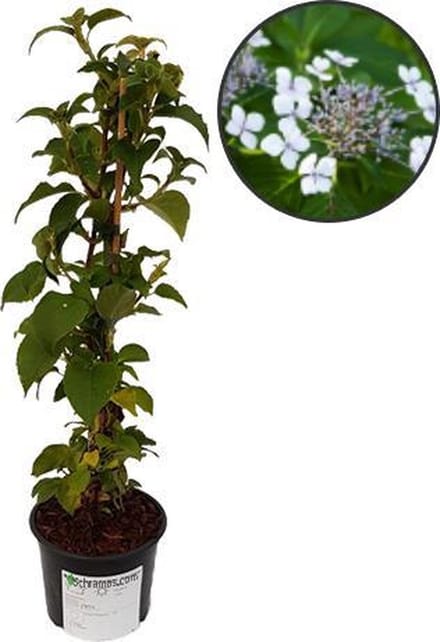 Hydrangea anomala petiolaris 'Flying Saucer' klimhortensia, 2 liter pot