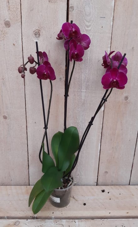 Decoratief Beeld - Kamerplant Vlinderorchidee Phalaenopsis Takken - Kunststof - Warentuin Natuurlijk - Groen
